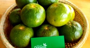 Top 5 Cửa hàng trái cây sạch và an toàn tại Huế