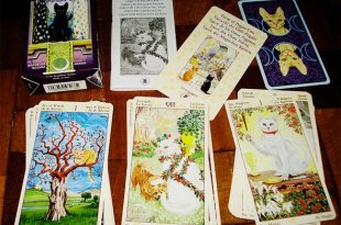 Cảm nhận về bộ bài Tarot of the Pagan Cats 67